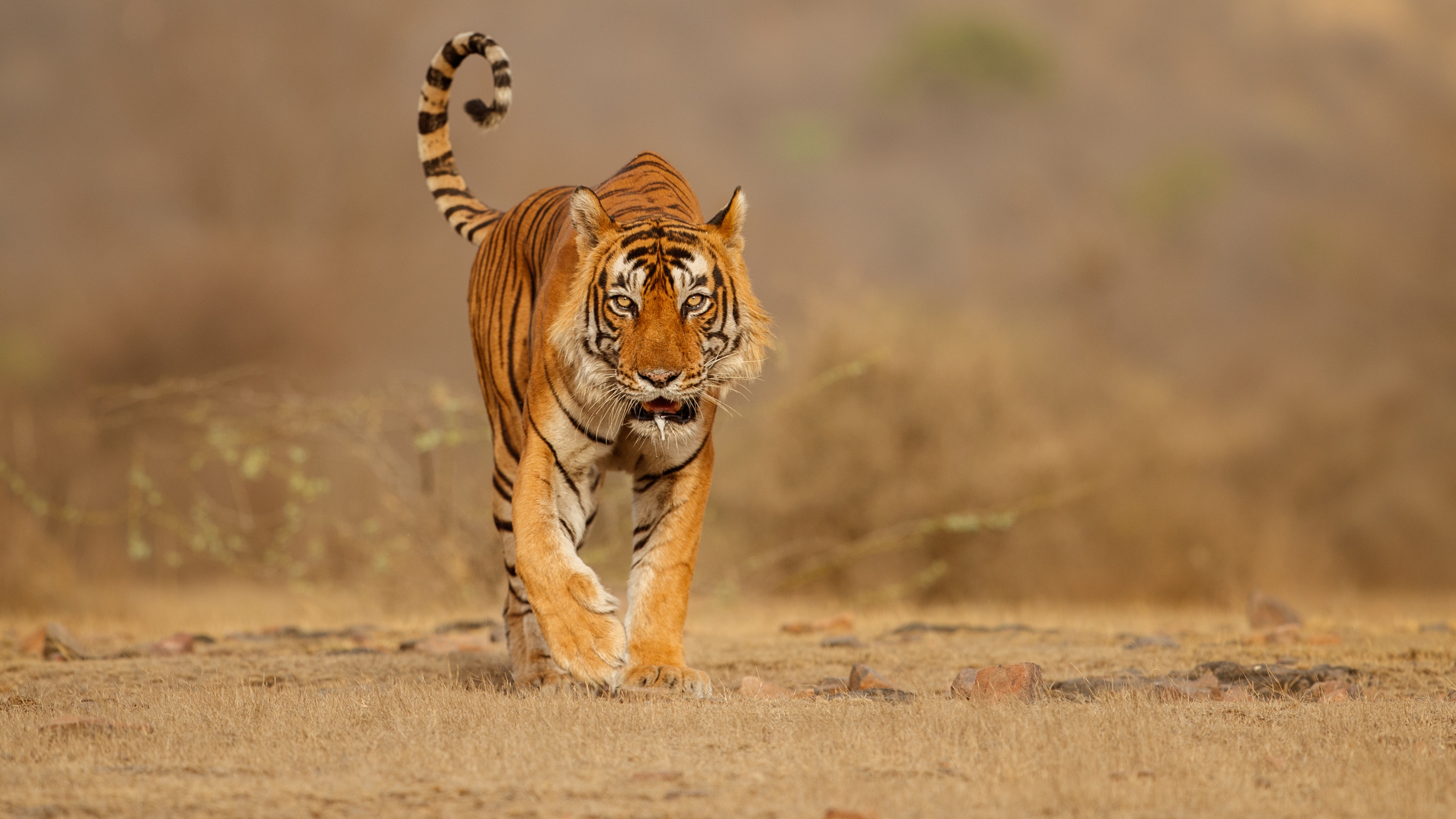 Wildlife safari experience in Jim Corbett National Park